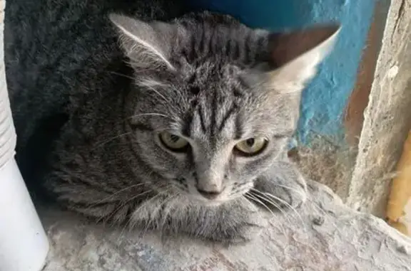 Найдена кошка, Астрахань, фото: Найдена кошка, улица Космонавтов, 8 к2, Астрахань — домашняя, в стрессе