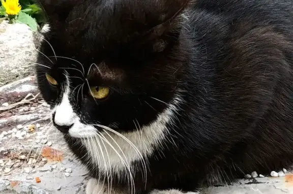 Кошки потеряшки, Химки, фото: Найдена кошка, Кронштадтский бульвар, 34 к2, Москва — черно-белая, пугливая, небольшого размера