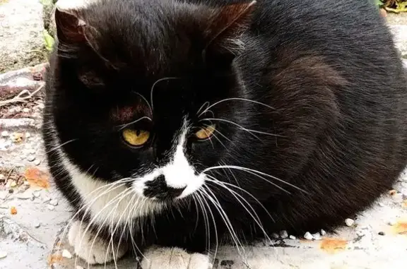 Найдена кошка, Москва, фото: Найдена кошка, Кронштадтский бульвар, 34 к2, Москва — черно-белая, пугливая, небольшого размера