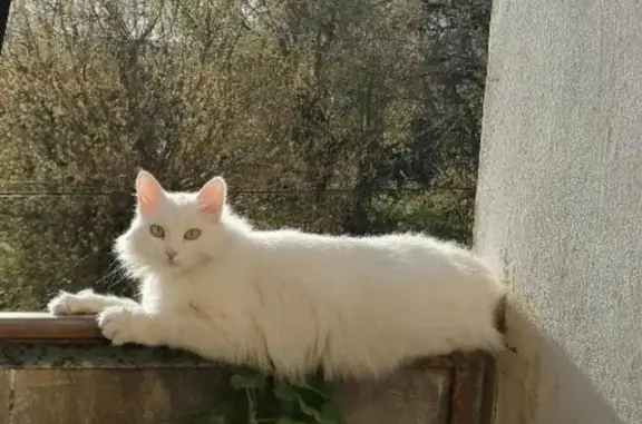 Пропала кошка, улица Тургенева, 31, Яранск — отзывается на кличку Белка - photo