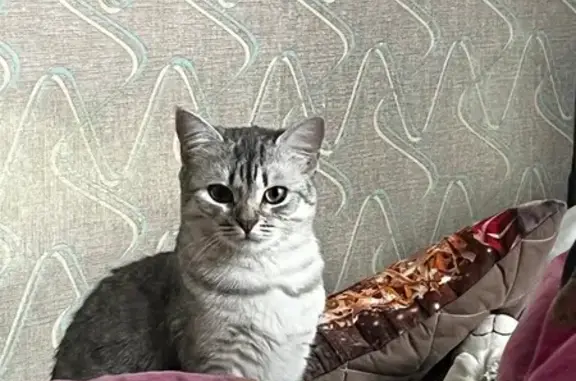 Пропала кошка, улица Серёгина, 30, Курск - photo