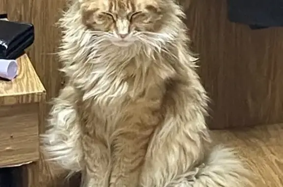 Пропала кошка, улица Добровольского, 3, Хурба, Комсомольск-на-Амуре — мейн-кун, более 7 кг - photo