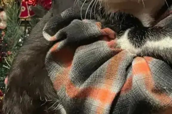 Пропала кошка, улица 9-я Линия, Балашиха — 7 лет, правый бок полулысый - photo