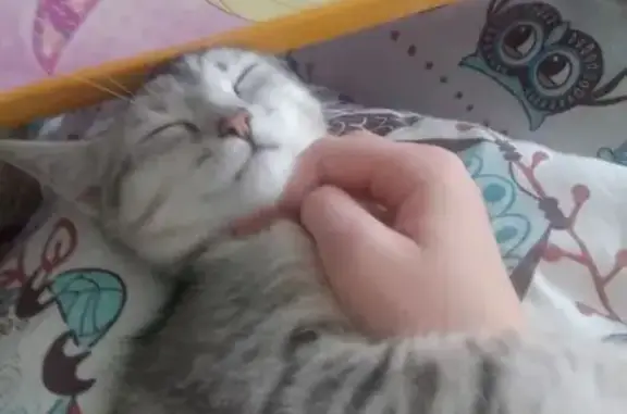 Пропала кошка, улица Щепкина, 19, Рыбинск — серая с тёмными полосками, отзывается на кличку Метя - photo