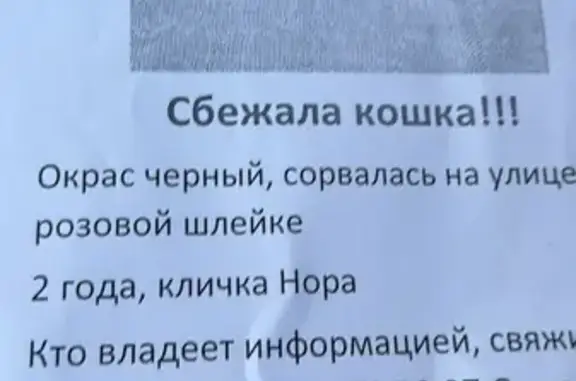 Пропала кошка, улица 50 лет ВЛКСМ, Подольск — чёрная, в шлейке бледно-розового цвета - photo
