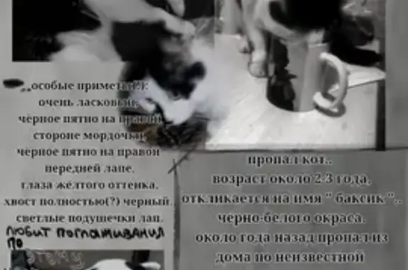 Пропала кошка, улица Румянцева, 19А, Иркутск — средний размер, около 4 лет - photo