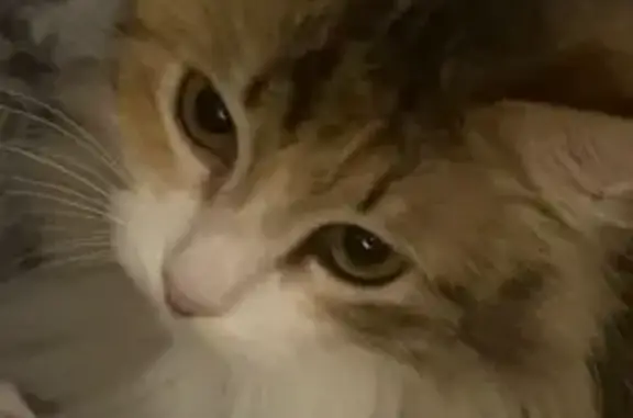 Пропала кошка, Замковая улица, 17, Нижний Новгород — трёхшёрстная, миниатюрная, пугливая - photo