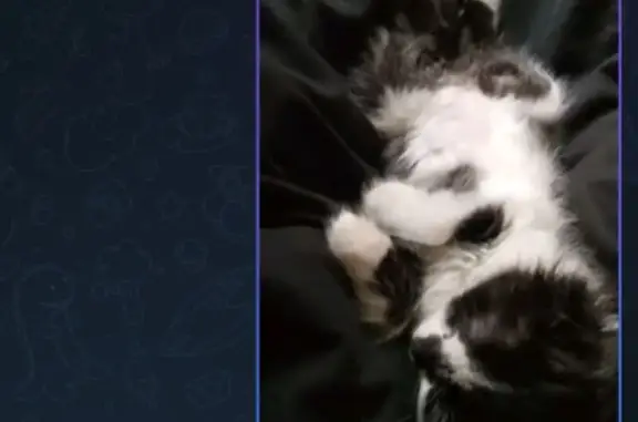Пропала кошка, улица Ольги Форш, 8, Волгоград — маленькая домашняя кошечка - photo
