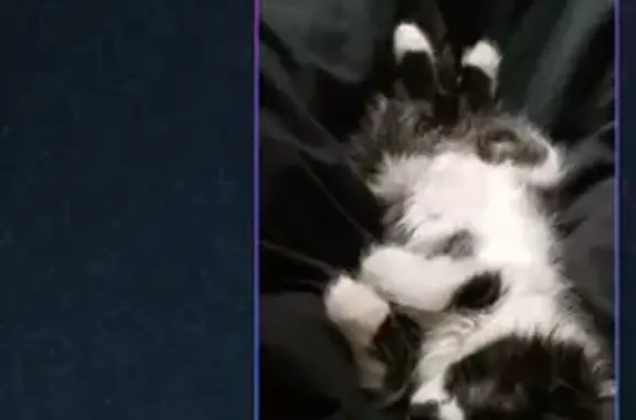 Пропала кошка, улица Ольги Форш, 8, Волгоград — маленькая домашняя кошечка - photo