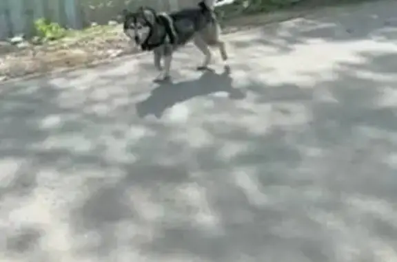 Найдена собака, Екатеринбург, фото: Найдена собака, улица Кренкеля, Екатеринбург - хаски в зелёной шлейке