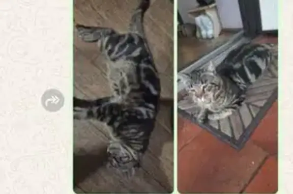 Кошки потеряшки, Вольно-Надеждинское, фото: Потеряшка кошка, Вольно-Надеждинское, Приморский край