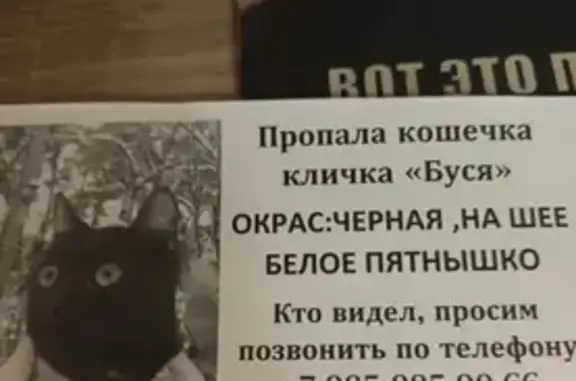 Пропала кошка, Лесная улица, 1, Жуковский - photo