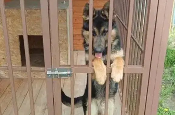 Найдена собака, Нижний Новгород, фото: Найдена собака, улица Тропинина, Нижний Новгород — щенок немецкой овчарки, кобель, до года