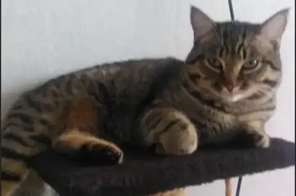 Пропала кошка, улица Академика Киренского, 5, Красноярск — откликается на имя Зуся - photo