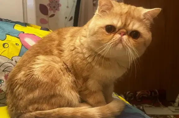 Пропала кошка, улица 1 Мая, 13, Николо-Павловское — ярко-рыжая, персидский экзот - photo