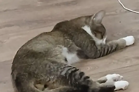 Пропала кошка, Восточная улица, 22 сА, Краснодар — котик Марсик, 11 месяцев - photo