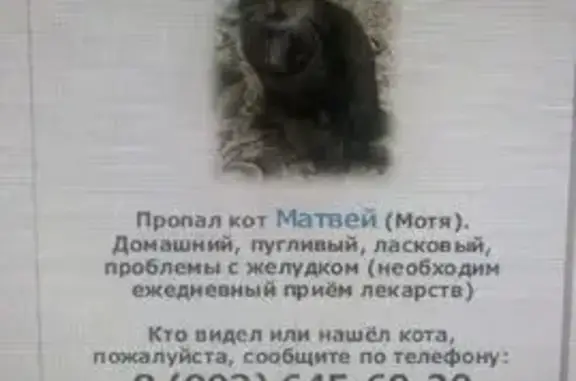 Пропала кошка, Северная улица, Владимир - photo