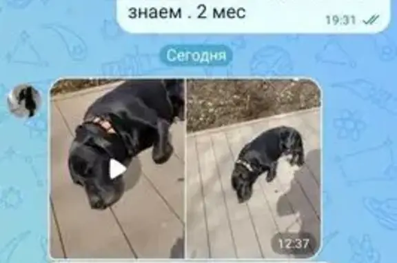 Объявления о пропавших и найденных животных, Петропавловск-Камчатский, фото: Найдена собака, бульвар Рыбацкой Славы, 6, Петропавловск-Камчатский — все на фото, у волонтёра