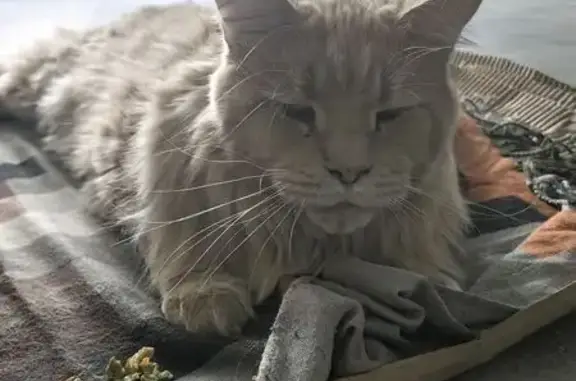 Найдена кошка, Москва, фото: Найдена кошка, Нижняя Красносельская улица, 35 с60, Москва — порода мейн-кун