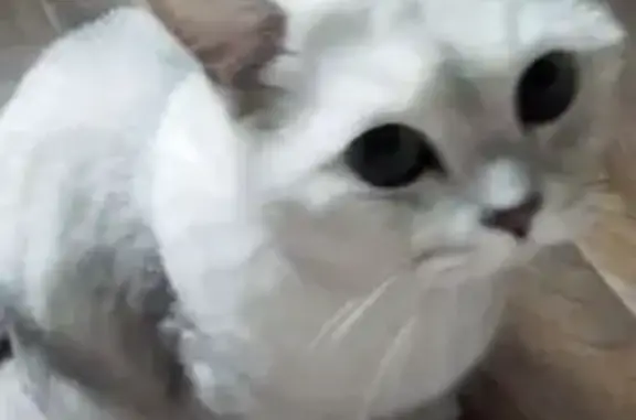 Пропала кошка, улица Кулибина, 1, Йошкар-Ола — очень разговорчивый, кастрирован - photo