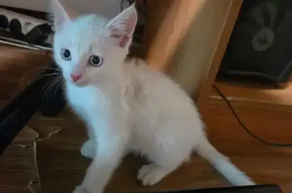 Найдена кошка, Казань, фото: Найдена кошка, проспект Ибрагимова, 7, городской округ Казань, Казань — белый котенок в шлейке