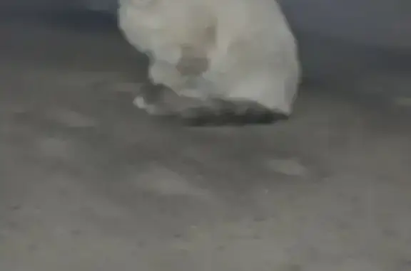 Найдена кошка, Совхоза Имени Ленина, фото: Найдена кошка, МКАД, 24-й километр, 1, посёлок Совхоза имени Ленина, Совхоза Имени Ленина — бежевая, тёмный хвост