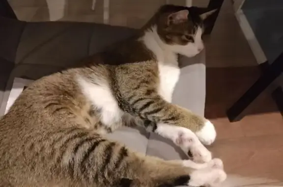Пропала кошка, Восточная улица, 22, Краснодар — короткошерстная, серо-белая с рыжим - photo