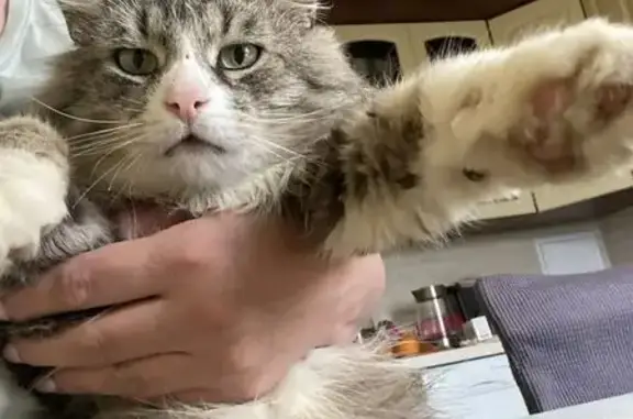 Найдена кошка, Лобня, фото: Найдена кошка, Авиационная улица, 9, Лобня — мальчик, разноцветный, с розовым носом