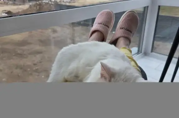Потерянные животные Васильево, фото: Пропала кошка, Васильево, Татарстан — полностью белая, ласковая, с ошейником