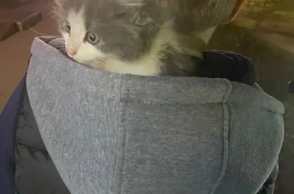 Найдена кошка, Балашиха, фото: Найдена кошка, улица Маяковского, 18, Балашиха — серо-белая, с зелёными глазами