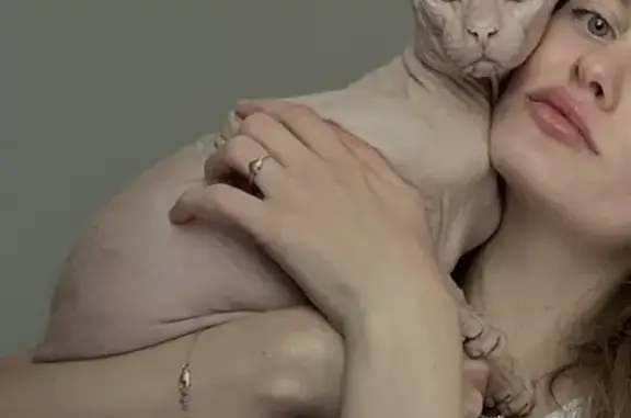 Пропала кошка, улица Кутузова, 13, Сыктывкар — сфинкс, светлый окрас, изумрудные глаза - photo
