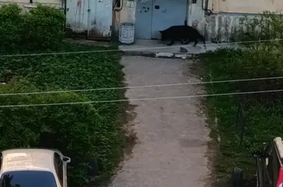 Найдена собака, Петрозаводск, фото: Найдена собака, Октябрьский проспект, 16Б, Петрозаводск — чёрная овчарка с ошейником