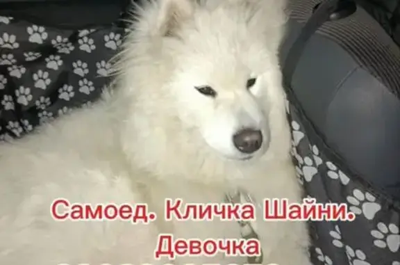 Собаки потеряшки, Красноярск, фото: Потеряшка собака, улица Марии Ульяновой, Красноярск — девочка, самоед
