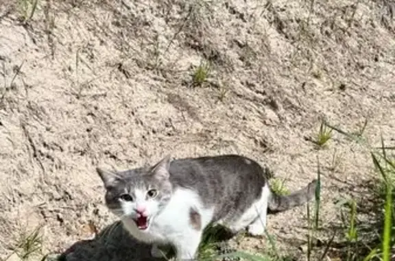 Найдена кошка, Андреевские Выселки, фото: Найдена кошка, 46Н-12627, Андреевские Выселки — серо-белая, домашняя, очень напугана