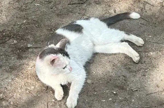 Найдена кошка, Балашиха, фото: Найдена кошка, Щёлковское шоссе, 34А, Балашиха — ручная, ласковая, похожа на кастрированную