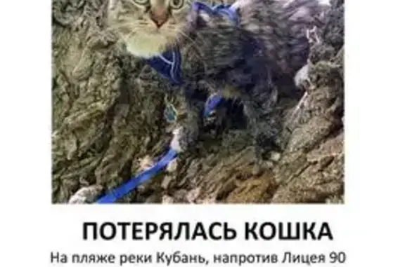 Пропала кошка, улица 70 лет Октября, Краснодар — синяя шлейка, пёстрый табби, белые носочки - photo