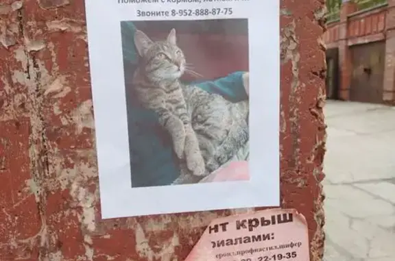 Найдена кошка, Томск, фото: Найдена кошка, Комсомольский проспект, 37, Томск — котенок