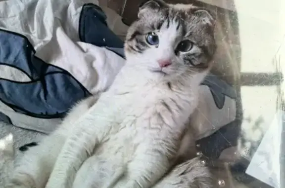 Пропала кошка, Петроградская улица, 7, Волгоград — бежевого цвета с пятнышками, голубые глаза - photo