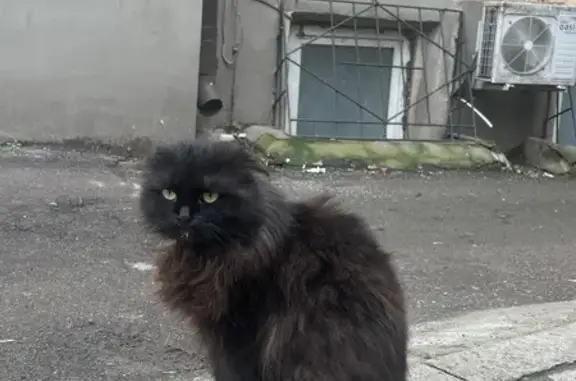 Пропала кошка, Социалистическая улица, 125, Ростов-на-Дону — чёрная шотландская вислоухая длинношерстная - photo