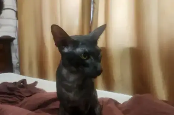 Найдена кошка, Пушкино, фото: Найдена кошка, Державинская улица, 2/1, Пушкино — ориентал, тёмный окрас