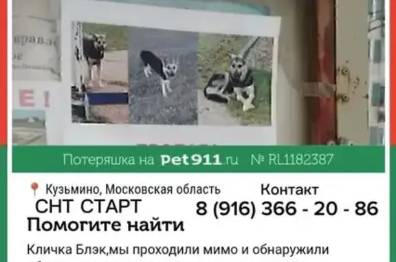 Пропала собака, Чехов — пугливый, подходит только к знакомым - photo