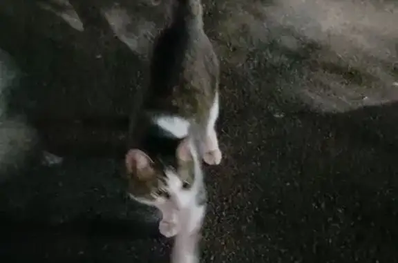 Найдена кошка, Казань, фото: Найдена кошка, улица Рихарда Зорге, 3, Казань — на вид домашняя, ласковая
