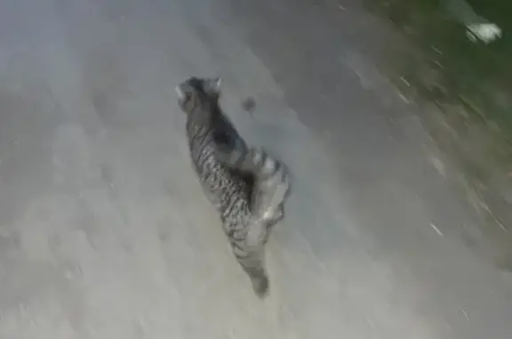 Найдена кошка, Южно-Челябинский Прииск, фото: Найдена кошка, Южно-Челябинский Прииск, Челябинский городской округ — серая, похожа на котёнка