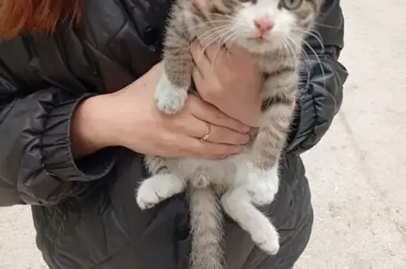 Найдена кошка, Иркутск, фото: Найдена кошка, бульвар Рябикова, 1Д, Иркутск — котёнок