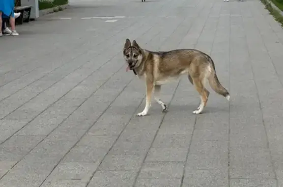 Найдена собака, Москва, фото: Найдена собака, Поречная улица, Москва — очень контактная, спокойная, с ошейником