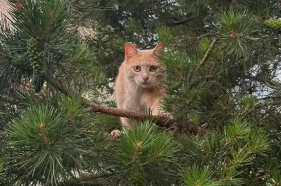 Пропала кошка, Сиреневая улица, 5, Первомайский — персиковая, с полосатым хвостом - photo