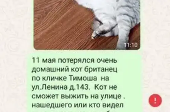 Пропала кошка, Крымск, Краснодарский край — британец, серополосатая, 12 лет - photo