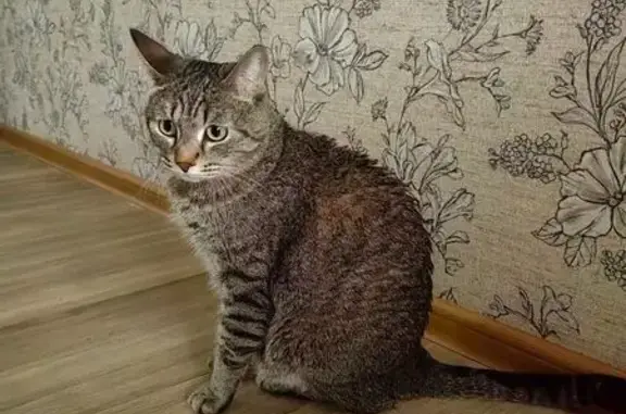 Кошки потеряшки, Самара, фото: Потеряшка кошка, Ново-Садовая улица (дублёр), 303, Самара — разноцветный окрас, зелёные глаза