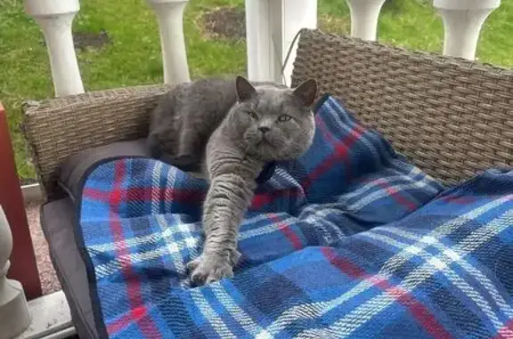 Найдена кошка, Агалатовское, фото: Найдена кошка, Малиновая улица, 7, Агалатовское — серый крупный британец