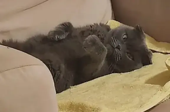 Кошки потеряшки, Москва, фото: Потеряшка кошка, улица Вавилова, 85, Москва — короткошерстная, вислоухая, пугливая